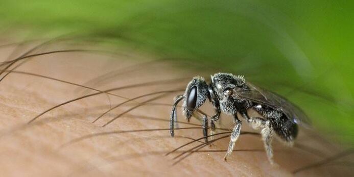 Ухапванията от насекоми могат да пренасят чревни паразити