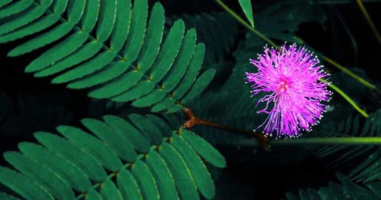 Семената на Mimosa Pudica помагат за премахване на паразитите от тялото