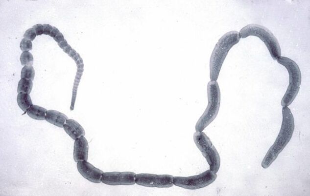 Краставична тения